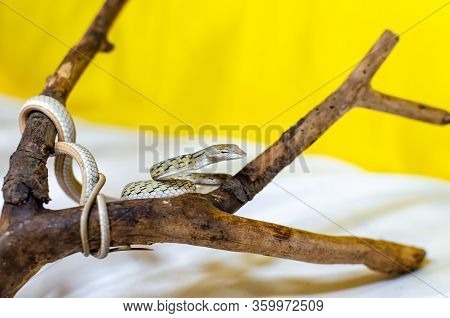 Ahaetulla Prasina. The Jade Vine Snake On A Twig. Exotic Animals In The Human Environment. Snake On 