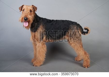 Young Airedale Terrier Stands In Front Of Grey Background, Airedale Terrier Studio Shoot