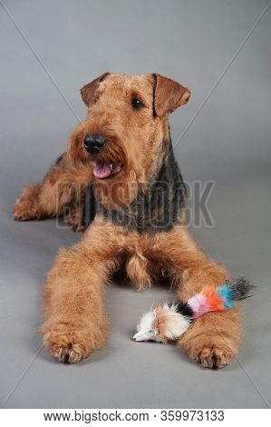 Young Airedale Terrier Lies In Front Of Grey Background, Airedale Terrier Studio Shoot