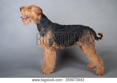 Young Airedale Terrier Stands In Front Of Grey Background, Airedale Terrier Studio Shoot