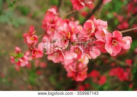 Tender Pink Flowers Of Japanese Quince In Early Spring On A Branch. Spring Is Coming. The Traditiona