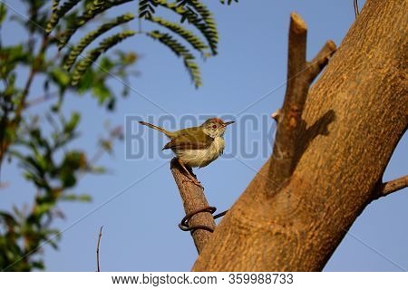 Common Tailorbird Perching On Tree Stem, Common Tailorbird  Image