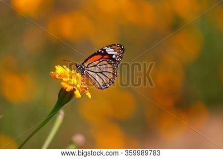 Monarch Butterfly Feeding Juice On Marigold Flowers In Formal Garden, Closeup Of Monarch Insect Back