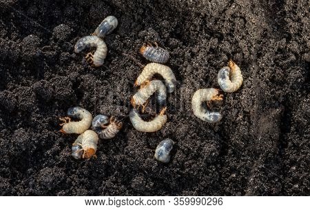 White Chafer Grub Against The Background Of The Soil. Larva Of The May Beetle. Agricultural Pest.