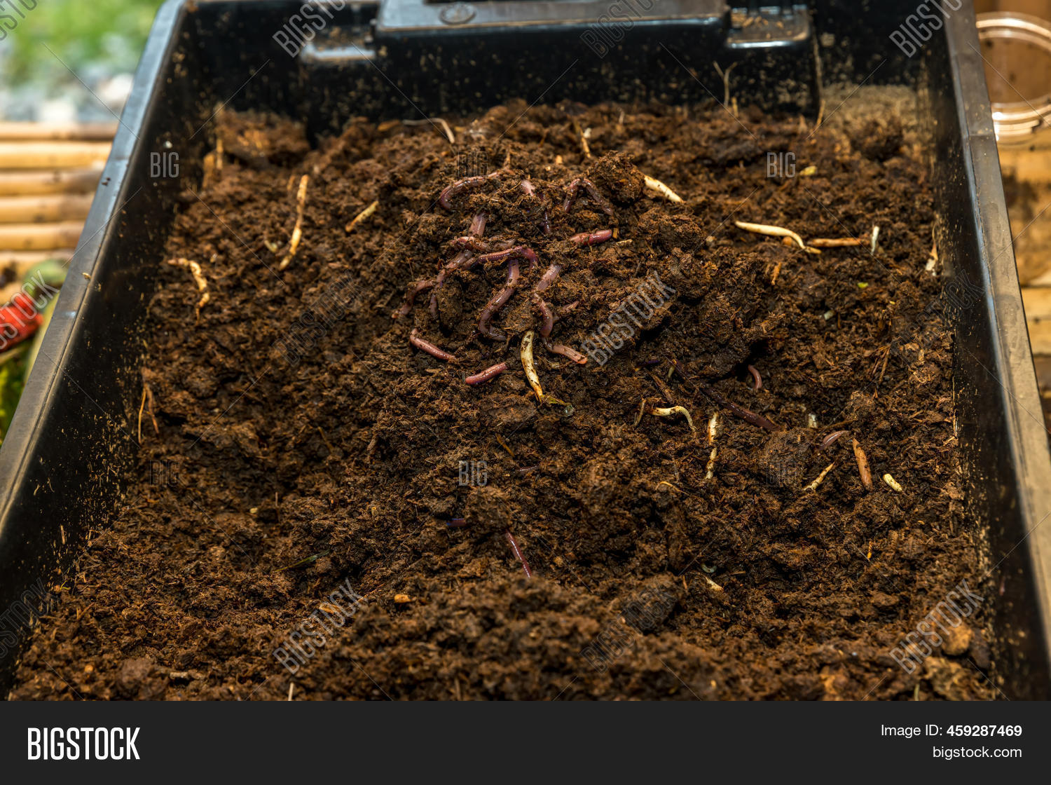 Earthworms On Soil Image & Photo (Free Trial) Bigstock