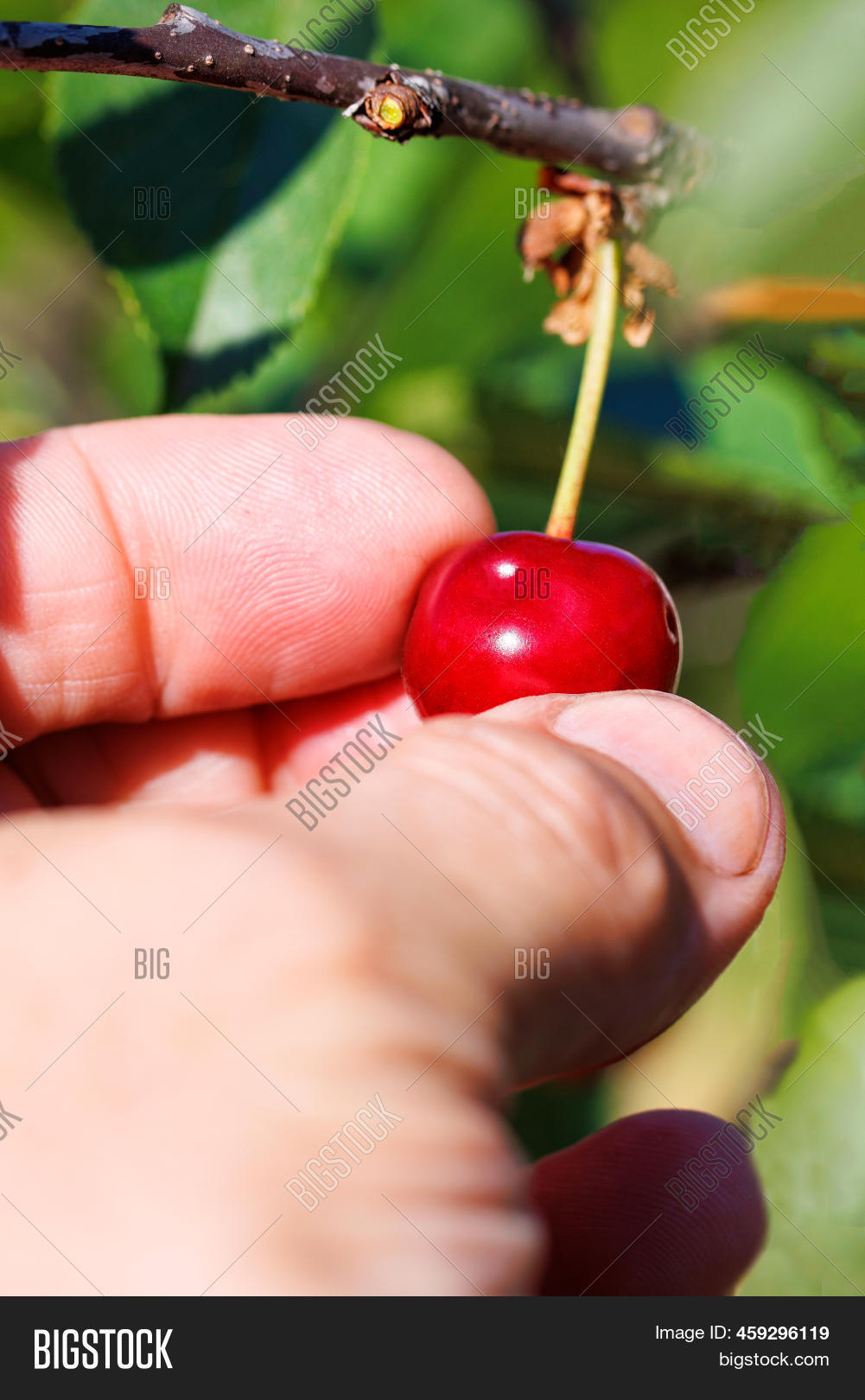 Ripe Red Cherry Image & Photo (Free Trial) | Bigstock