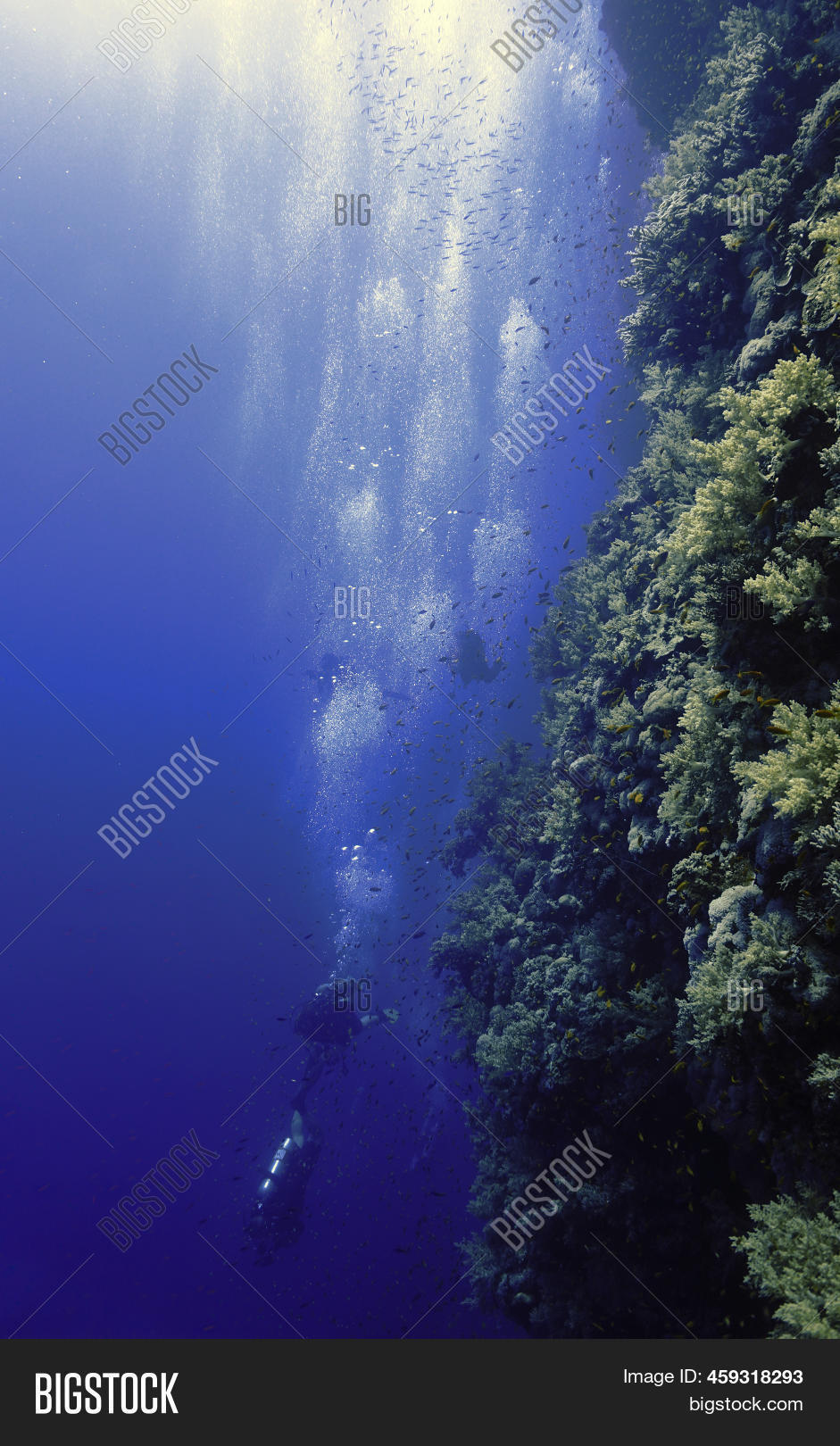 Underwater Photo Image & Photo (Free Trial) Bigstock