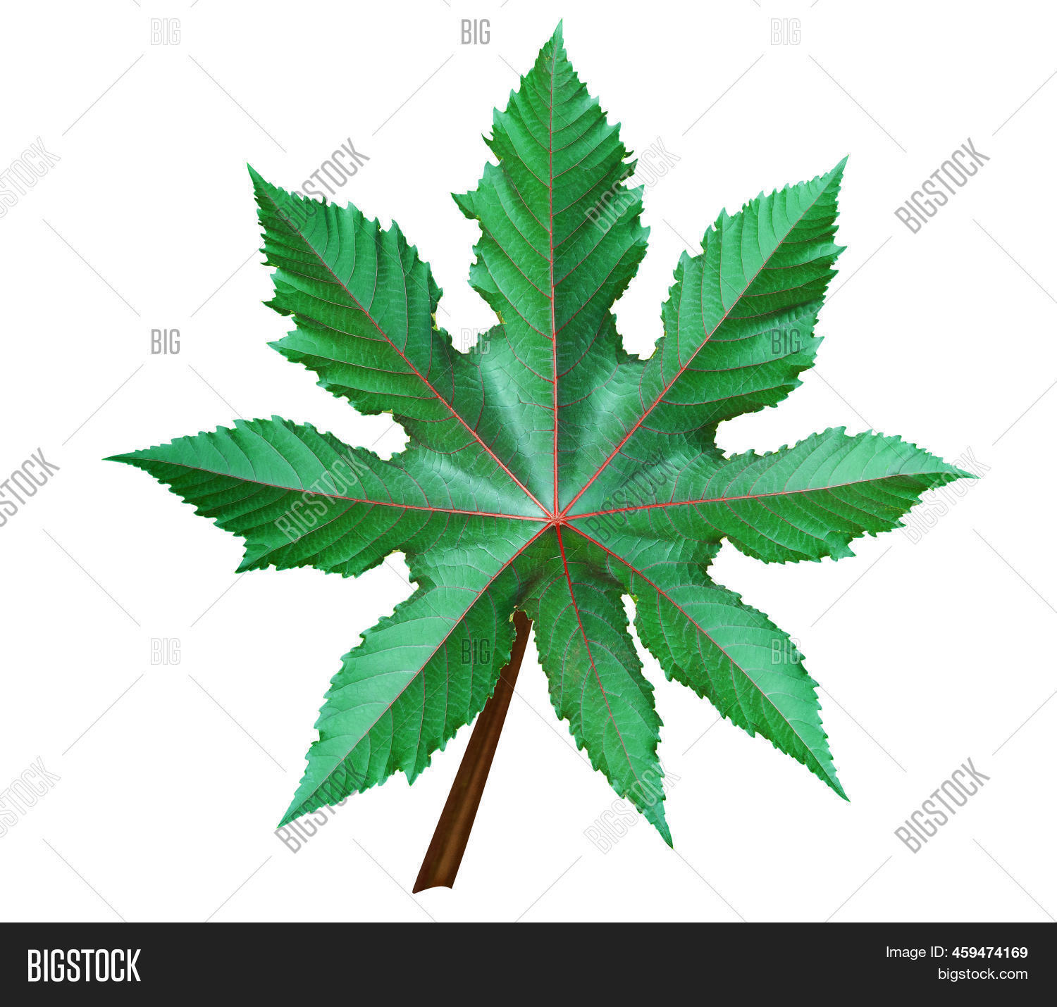 Green Castor Leaf Image & Photo (Free Trial) | Bigstock