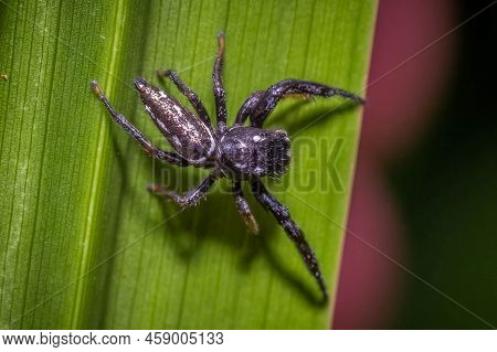 A Short-bellied Slender Jumping Spider (marpissa Formosa) Twists Its Body As It Changes Direction. R