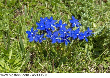 Blooming Gentiana Verna In The Summer. Flowering Blue Spring Gentian In Dolomites. Italy.