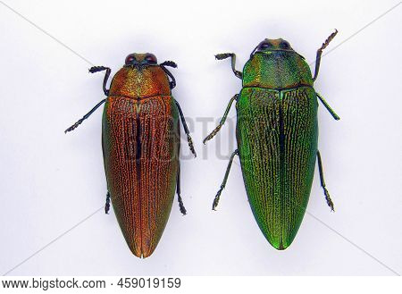 Red And Green Jewel Beetle Steraspis Congolana From Congo Isolated. Collection Insects. Buprestidae.