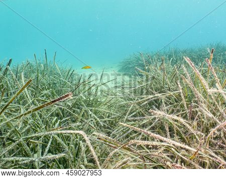 Seagrass At A Sandy Beach. Mediterranean Holiday Photo. Turquoise Blue Water In The Background