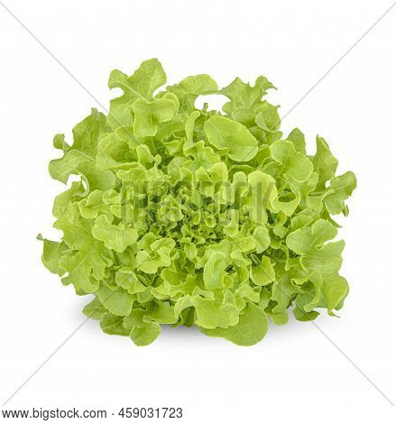 Fresh Lettuce Isolated On White Background.food For Health.