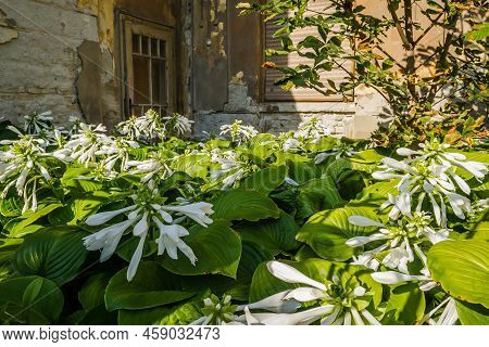 Hosta Capitata Plant