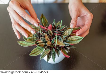 Taking Care Of A Peperomia Rosso Plant