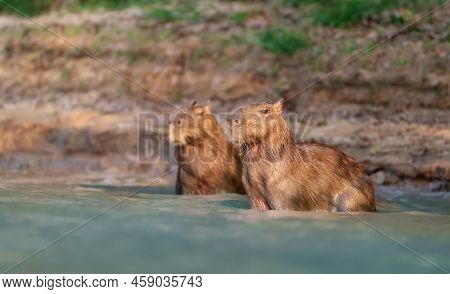 Two Capybaras In Water On A River Bank, South Pantanal, Brazil.