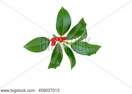 Christmas Holly Branch. Xmas Decoration Plant With Green Glossy Leaves And Red Berries Isolated On W