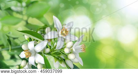 Orange Blossom Branch With Flowers, Buds And Leaves On The Spring Sparkling Blurred Background. Nero
