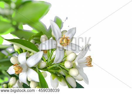 Orange Blossom Branch With Flowers, Buds And Leaves In The Corner Isolated Png. Neroli Citrus White 
