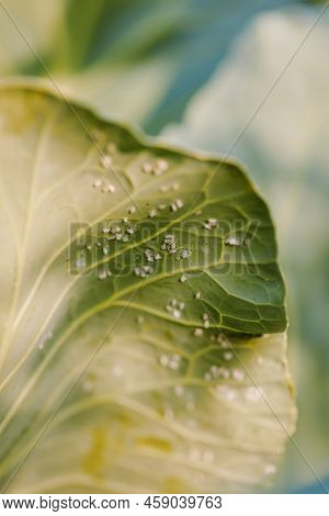 Whitefly Aleyrodes Proletella On The Cabbage Leaf.