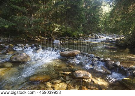 Fast River Flows In Coniferous Mountain Forest Among Mossy Stones. Tatras. Rackova Valley Landscape.