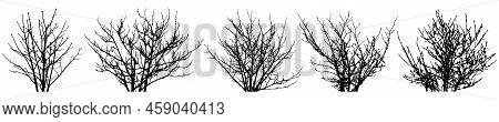 Bare Bush, Set Of Silhouettes. Vector Illustration