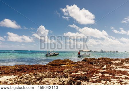 Beach Full Of Sargassum Algae. Sargassum Seaweeds Caribbean Ecological Problem.
