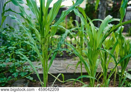 Young Corn Sprouts Grow In Rows In The Open Field. Selective Focus. Agricultural Crops In The Eco Fa