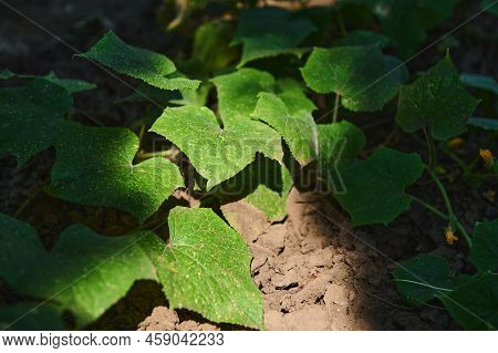 Sunlight Falls On The Bushes Of Growing Cucumber Plant, In The Open Ground Of An Eco Farm. High Angl