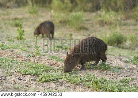 Young Capybaras Grazing, Hydrochoerus Hydrochaeris, Largest Living Rodent, Native To South America, 