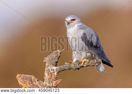 Black-winged Kite (elanus Caeruleus) Bird Of Prey Perched In Tree On Bright Background In Extremadur