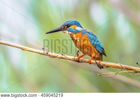 Common European Kingfisher (alcedo Atthis) Perched On Reed Above The River And Hunting For Fish. Thi