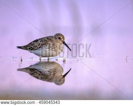Dunlin (calidris Alpina) Is A Small Wader. Bird Wading In Shallow Water Of Wetland During Migration.