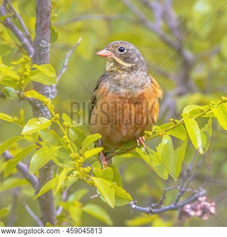 Ortolan Bunting (emberiza Hortulana) Perched In Tree. This Is A Eurasian Bird In The Bunting Family 