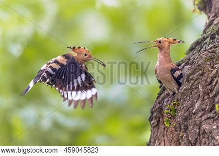 Eurasian Hoopoe (upupa Epops) Is The Most Widespread Species Of The Bird Genus Upupa, Native To Euro
