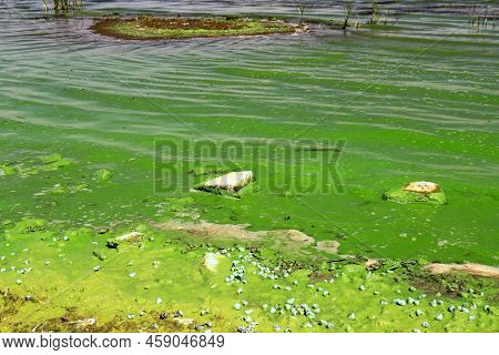 Dirty Green Waters, Wave With Algae, Problem Of Environmental Pollution. Toxic Decaying Algae In Riv