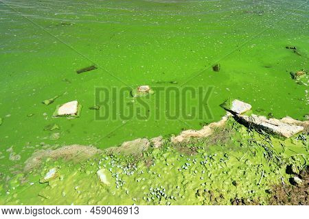 Dirty Green Waters, Wave With Algae, Problem Of Environmental Pollution. Toxic Decaying Algae In Riv