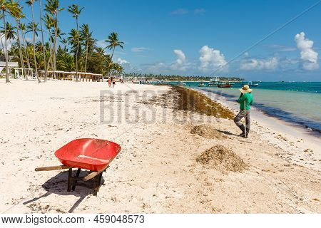 07.24.2022. Dominican Republic Bavaro Punta Cana Provinces La Altagracia. Seaweed On The Beach. Alga
