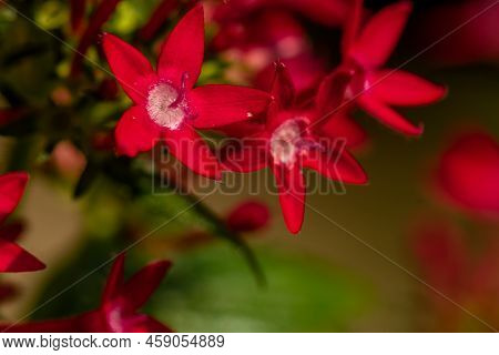 The Blooming Egyptian Starcluster Flower Is Red, Shaped Like A Mini Trumpet With Star-shaped Petals