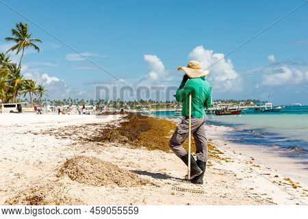 Dominican Republic Bavaro Punta Cana Provinces La Altagracia. Seaweed On The Beach. Algae Sargassum.
