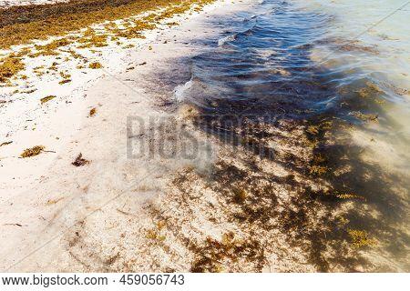 Beach Full Of Sargassum Algae. Sargassum Seaweeds Caribbean Ecological Problem.