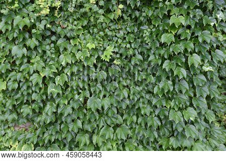 Ivy That Runs Along Walls And Tree Trunks. Vitaceae Deciduous Vine.