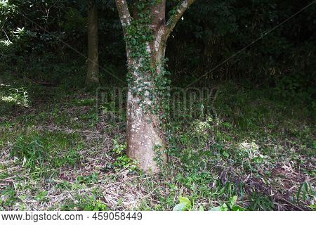 Ivy That Runs Along Walls And Tree Trunks. Vitaceae Deciduous Vine.