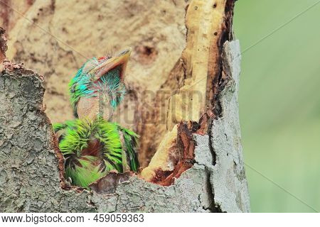 Juvenile Blue Throated Barbet (psilopogon Asiaticus) Inside The Nest, Summertime In Indian Rainfores