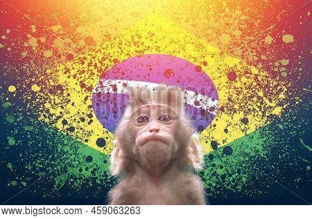 A New Outbreak Of Viral Infection At Brasil, Monkey Pox. Small Monkey Looks Up At Brazilian Backgrou
