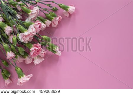 Closeup Top View Of Pink Carnation Flowers In The Top Left Corner On Pink Background. Copyspace.