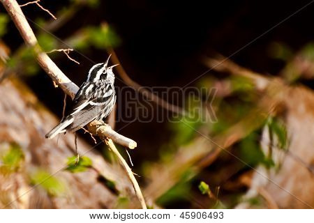 Paruline noir et blanc