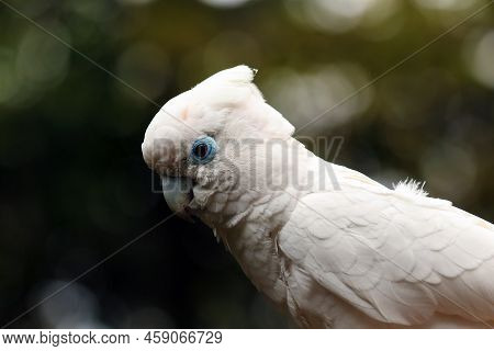 Solomons Cockatoo (cacatua Ducorpsii), Also Known As The Ducorps's Cockatoo, Solomons Corella Or Bro