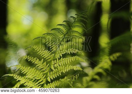 Fern forest spring Nature background Close-up Nature green leaf Nature background Nature morning Nature background Macro Nature background sun Nature background lush fresh Nature background outdoors springtime Nature background Nature background.