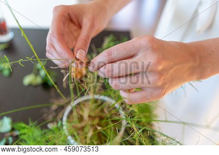 Woman Hands Planting A Green Plant At Home